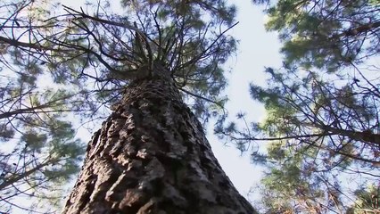 Les constructions parasismiques