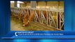 D!CI TV : Hautes-Alpes : Des agriculteurs inscriront une vache à pôle-emploi ce jeudi
