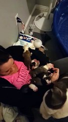 Une chienne confie ses petits à la femme chez qui elle a trouvé refuge