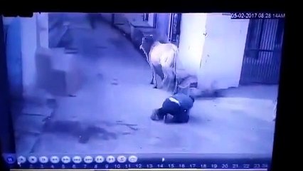 Cet homme va désormais se méfier des vaches (Inde)