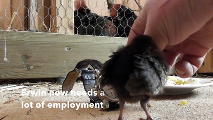 Erwin the lonely quail