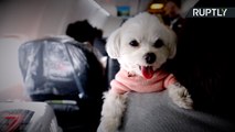 Japan Airlines Offers Pet-Friendly Plane for Dog Owners