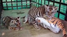 Inde: une drôle de mère de substitution pour bébés tigres