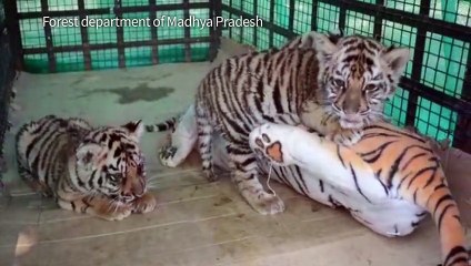 Inde: une drôle de mère de substitution pour bébés tigres