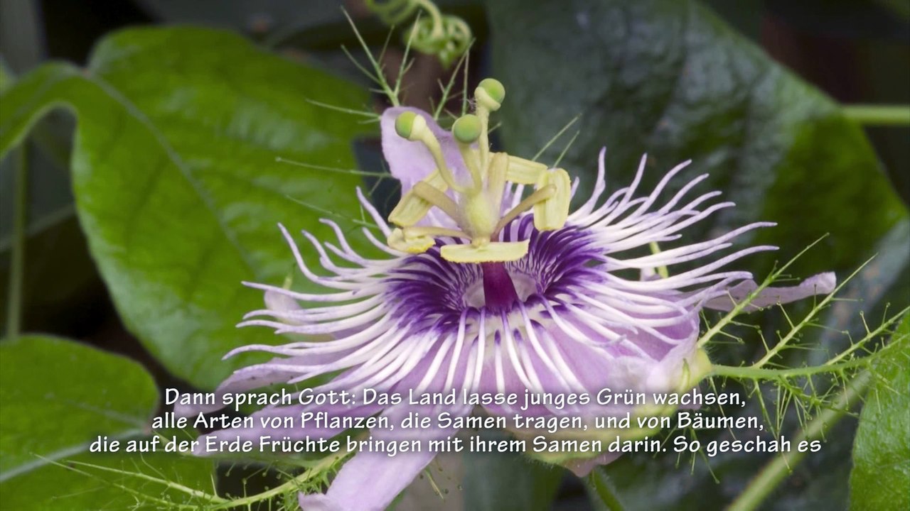 Genesis, Ksiega Rodzajów, Studio Foto Video, Berlin Foto Film, Zawartość 1 Płyty DVD w Montażu Tradycyjnym, www.kamerzysta-szczecin.pl, www.berlin-foto-film.de, www.najpiekniejszy-dzien.pl