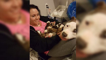 Une chienne fait preuve d'une grande confiance en donnant ses chiots à sa sauveuse
