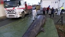 Scandaleux ! Échouée près des côtes norvégiennes, une baleine retrouvée avec 30 sacs plastiques dans l'estomac