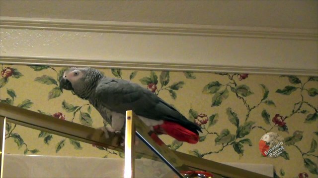 Adept parrot performs a precarious maneuver