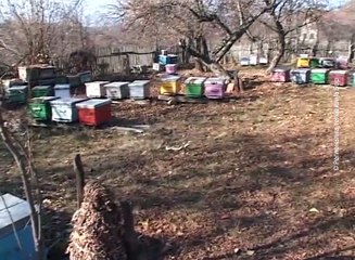 Priprema za prolećni razvoj pčelinjih društava, 8. februar 2017. (RTV Bor)