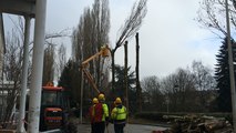 Abattage des arbres rue de l'Imagerie