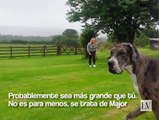Major, el perro más grande del mundo
