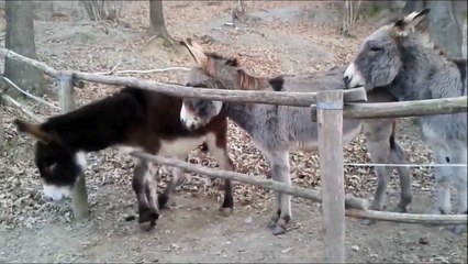 Un âne plus intelligent que les autres!