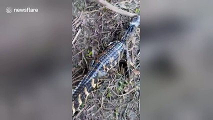 Alligator steals fisherman's lure