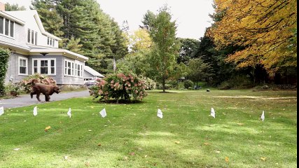 Simply the Best, No Getting Around It - DogWatch Hidden Fences