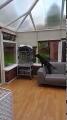 Cachorro e papagaio conversando e se entendendo