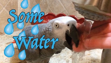 Talkative parrot gently drinks water from owners fingers