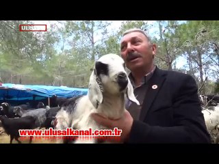 Sarıkeçili Yörükleri dört gözle baharı bekliyor