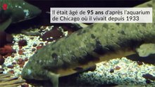 Le plus vieux poisson en captivité est mort