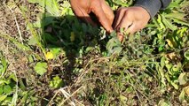 The benefits of plants&herbs - فوائد النباتات