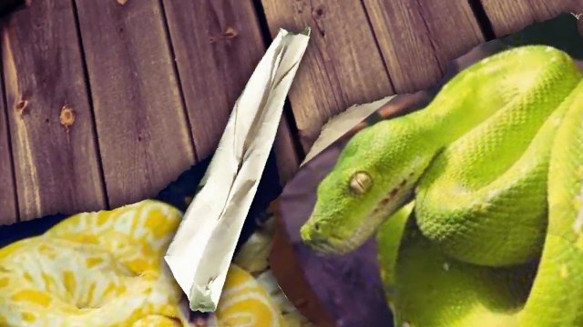 5 PÊNIS DE ANIMAIS MAIS ESTRANHOS QUE EXISTEM