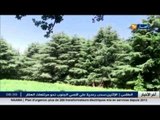 بجاية : جبال البابور تنوّع وثراء من النباتات والحيوانات الناذرة