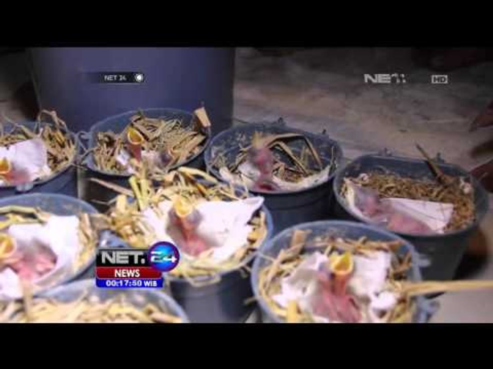 Bisnis Burung Jalak dan Hasilkan Jutaan Rupiah - NET24