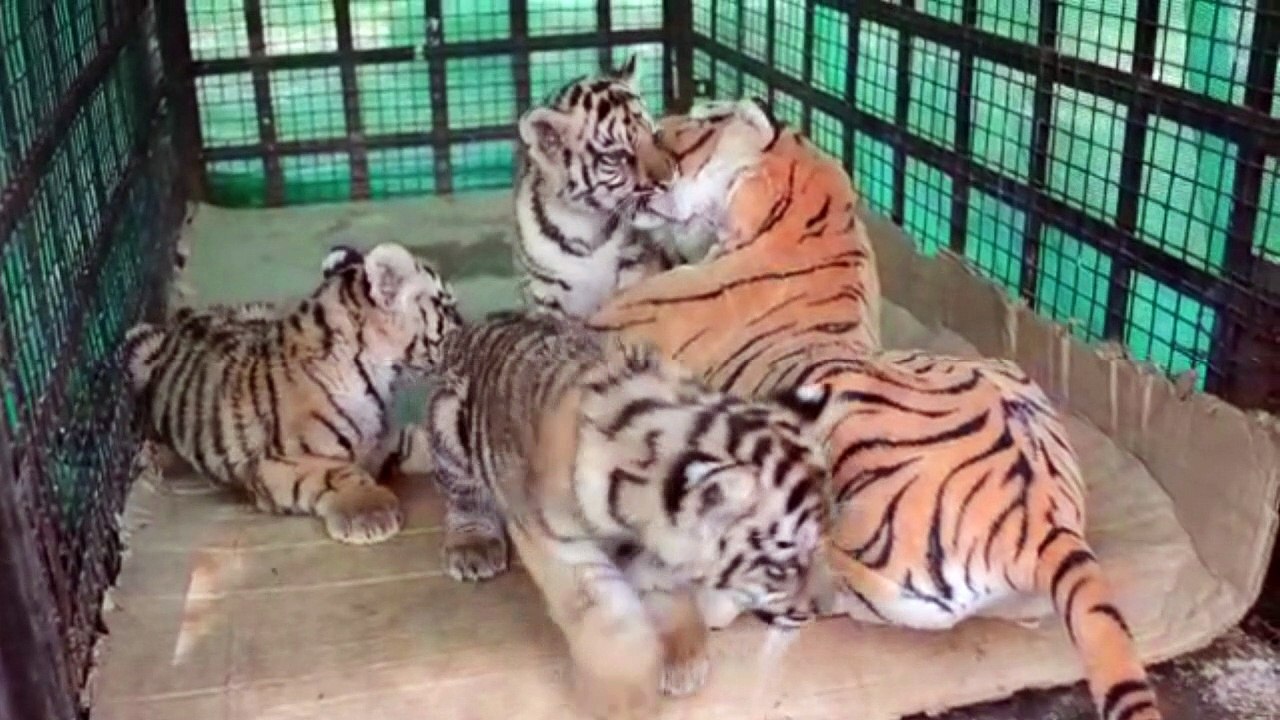 Traumatisierte tiger-babys kuscheln mit plüsch-mama