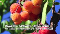 Árbol produce 40 frutos distintos