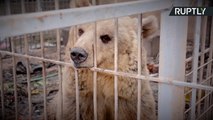 مشاهد مؤلمة من حديقة الحيوان في الموصل