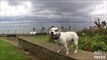Dog Enjoys a Day of Fun at English Coastal Town
