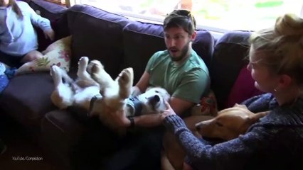 Perros, amigos fieles