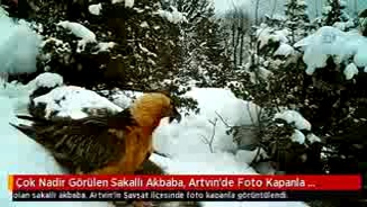 Çok Nadir Görülen Sakallı Akbaba, Artvin'de Foto Kapanla Görüntülendi