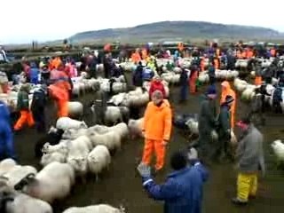 07-09-15 Sheep round-up