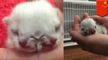 Two-headed mutant kitten born in China. Aww, how cute?