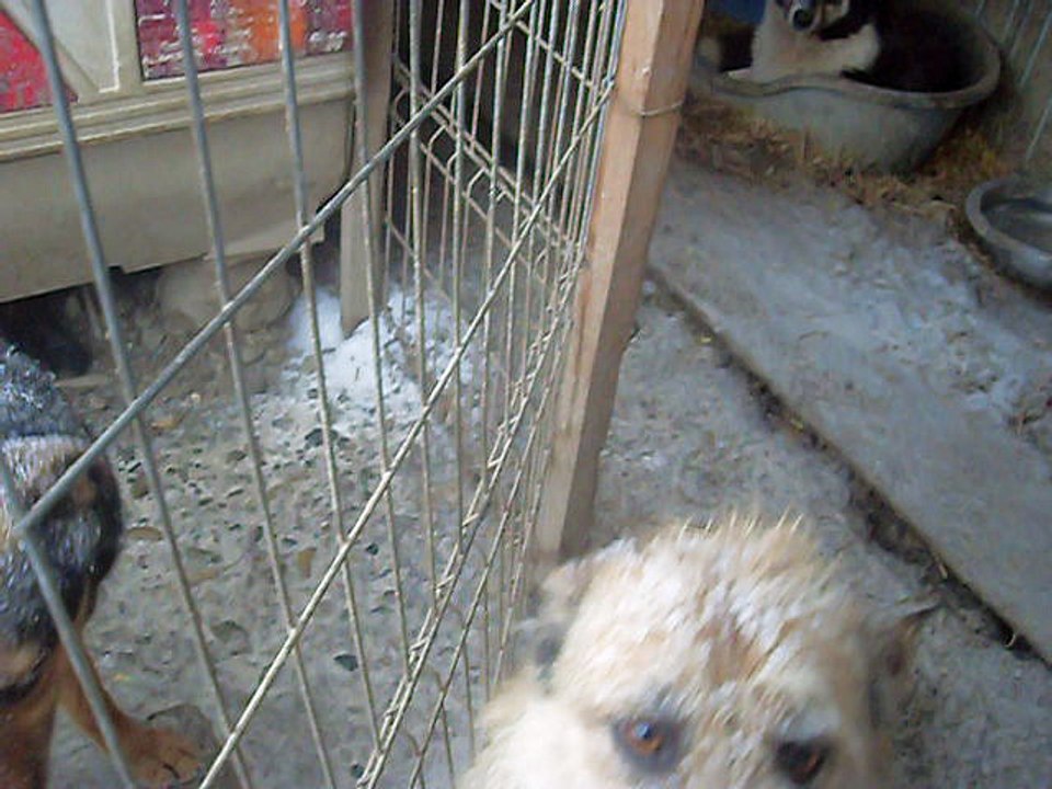 Ville Shelter