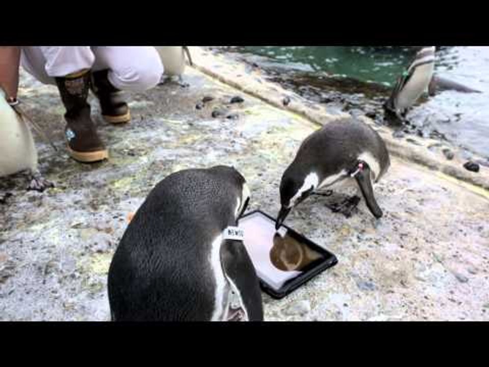 Cool Hunting Video: Penguin Enrichment
