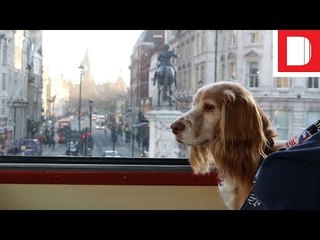 Experiential Barketing | A Tour Of London On MoreThan's Doggyssentials Bus