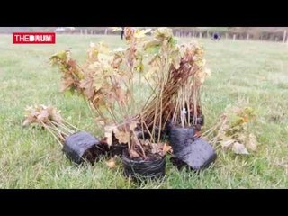 10,000 Trees In a Day - Do It Day at The Heart of England Forest