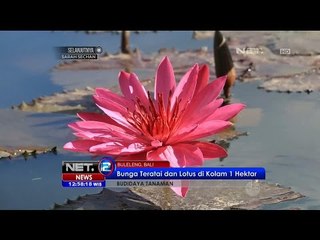 Download Video: Budidaya Bunga Teratai dan Lotus di Buleleng, Bali - NET12