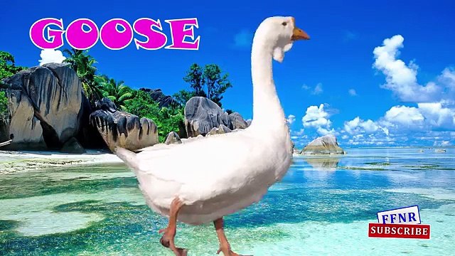 Learn Domestic animals Names for Kids & Toddlers | Cow Buffalo Hen Horse Animals learning for Kids