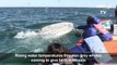 Gray whales in Mexico endangered by rising water temperatures