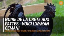 Noire de la crête aux pattes : voici l’Ayman Cemani