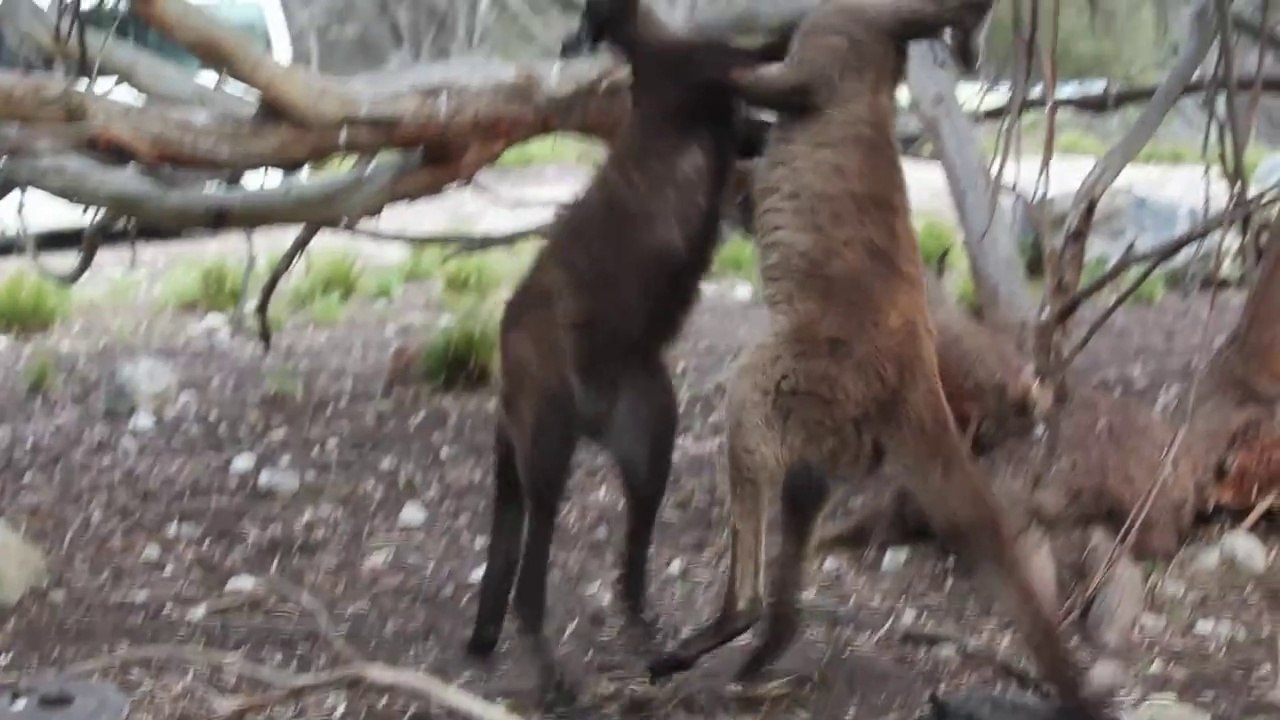 Kangaroo fight /Combat de kangourou