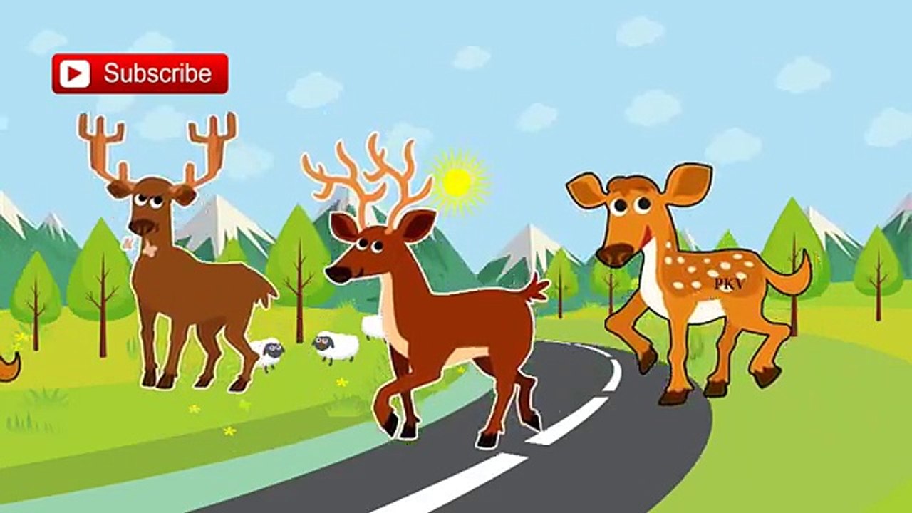 Deer