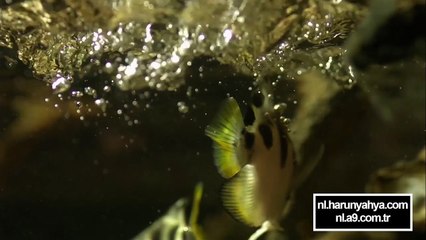 Een bijzondere jager: de schuttersvis