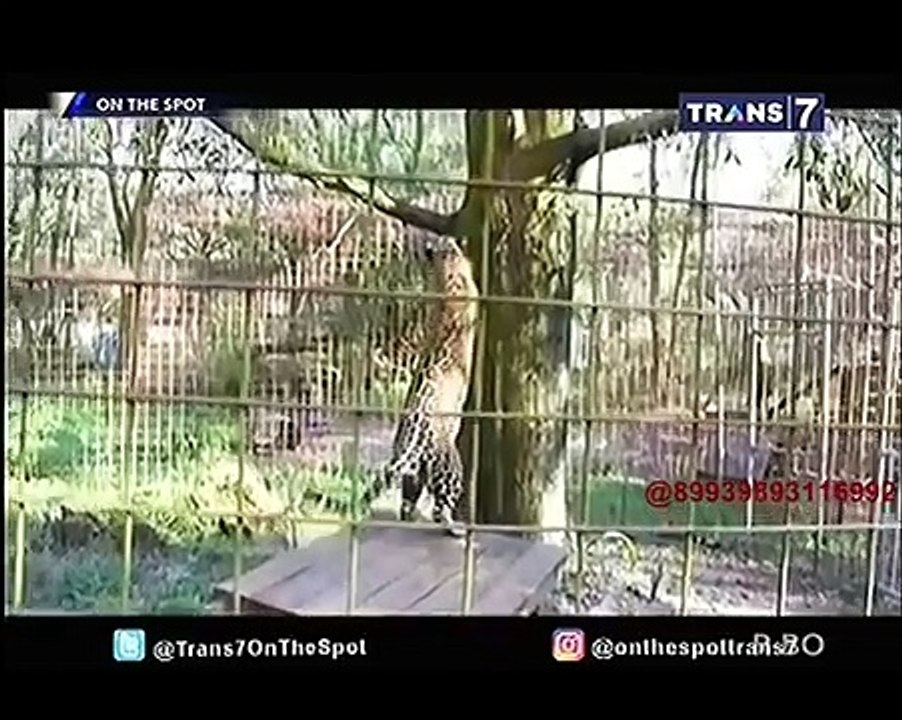 Orang Selamat Melawan Hewan Buas [On The Spot]