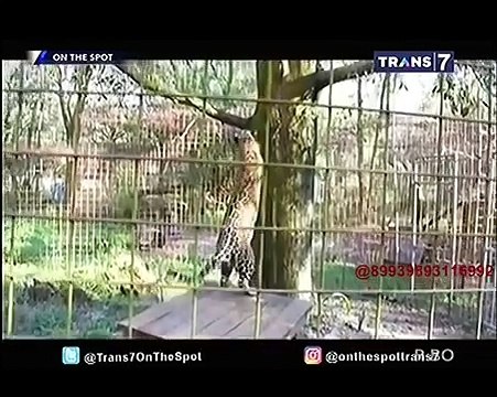 Orang Selamat Melawan Hewan Buas [On The Spot]