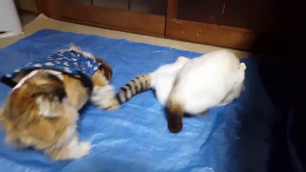GATAS LUTANDO E CACHORRO JUIZ