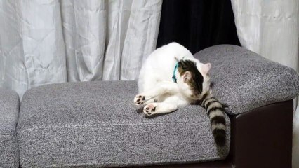 Yuna a gata dos olhos de cor diferentes