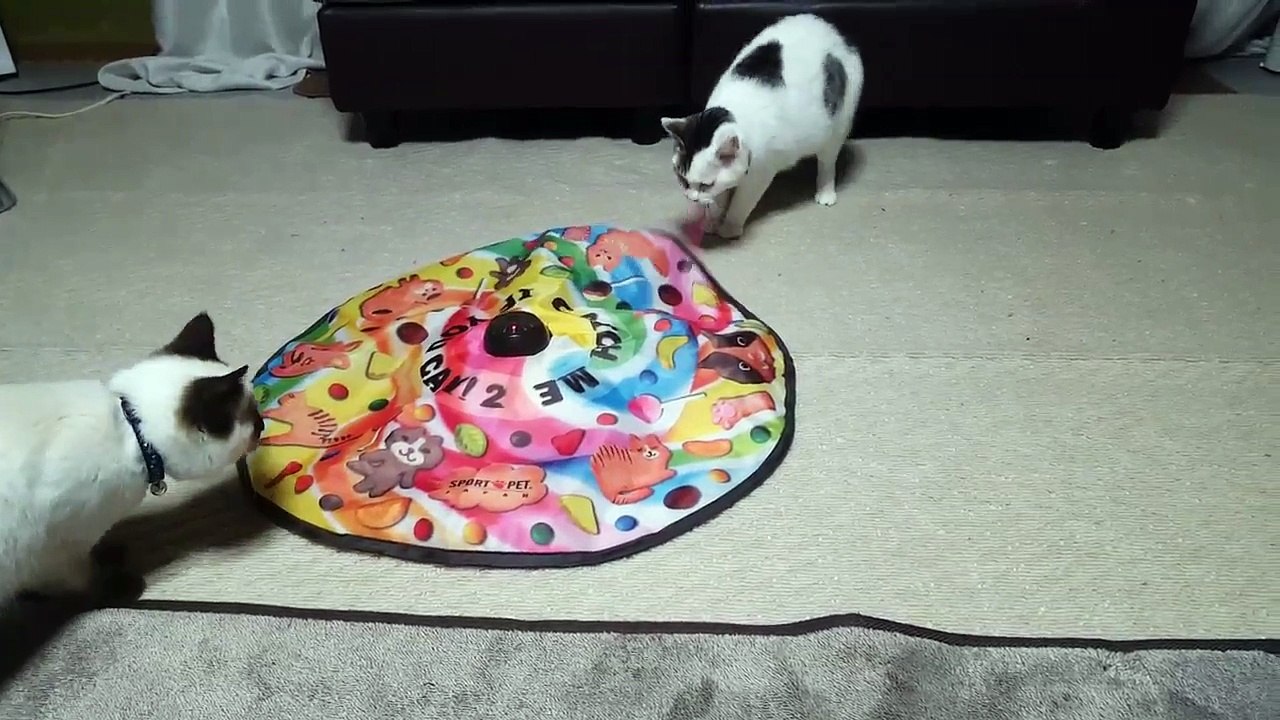 Brinquedos de gatos